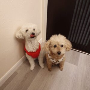 ペットリフォーム滑らない床