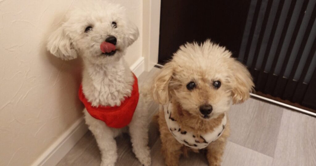 トイプードル 滑らない床 大阪富田林市 施工事例
