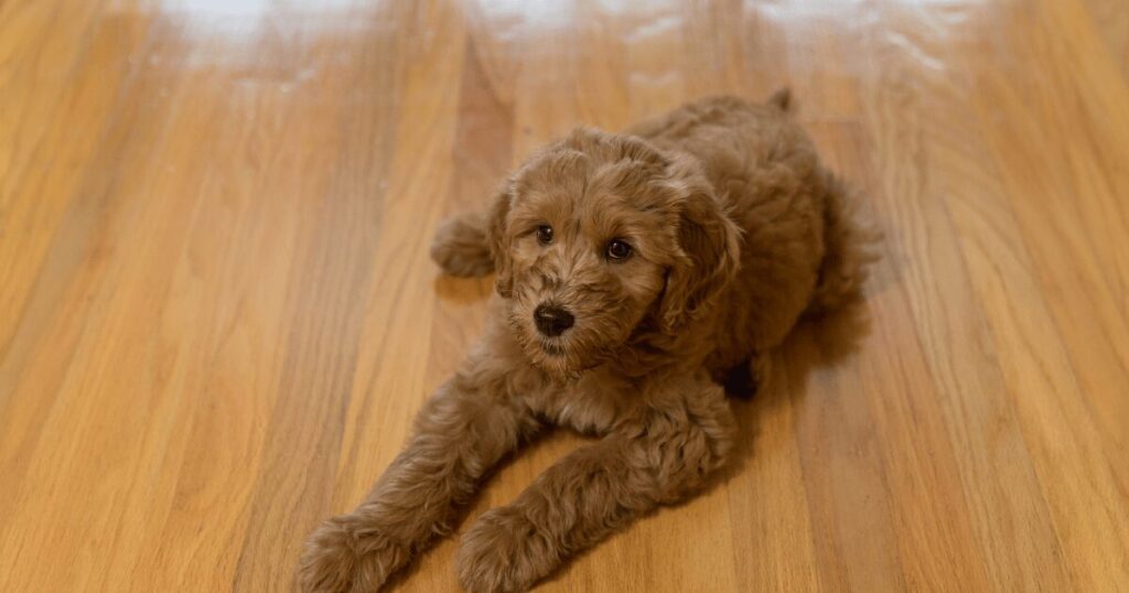 フローリングで滑る犬 足腰への負担